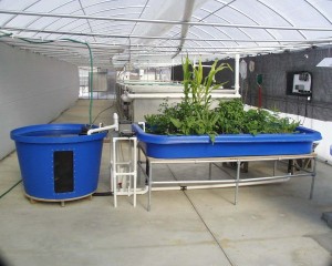 Aquaponics 4 You Review - Post