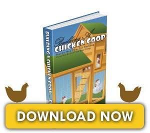 Honest Building A Chicken Coop Review